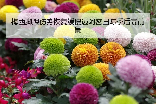 梅西脚踝伤势恢复缓慢迈阿密国际季后赛前景